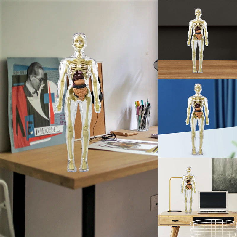 3D-Anatomie-Menschenmodell für Kinder